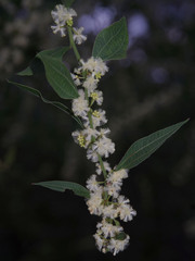 Acacia urophylla