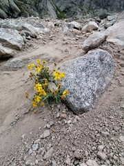 Senecio leucanthemifolius caucasicus