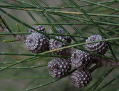Casuarina glauca