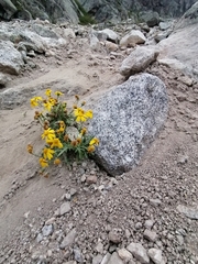 Senecio leucanthemifolius caucasicus