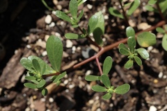 Portulaca