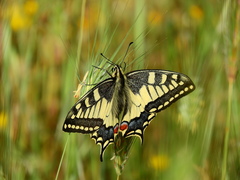 Papilio machaon