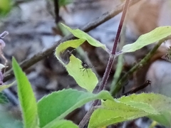 Hemiptera