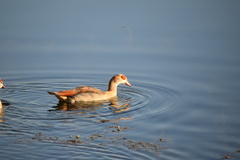 Alopochen aegyptiaca