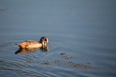 Alopochen aegyptiaca