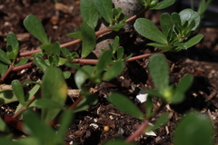 Portulaca