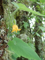 Thladiantha nudiflora