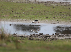Himantopus leucocephalus