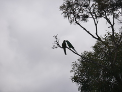 Barnardius zonarius barnardi