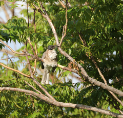 Philemon corniculatus