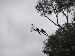 Barnardius zonarius barnardi