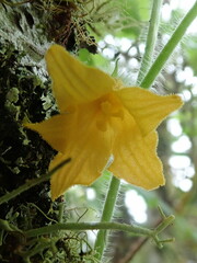 Thladiantha nudiflora