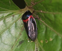 Cosmoscarta egens