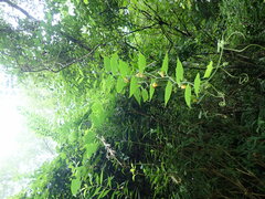 Thladiantha nudiflora