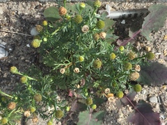 Matricaria discoidea