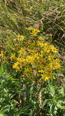 Jacobaea vulgaris
