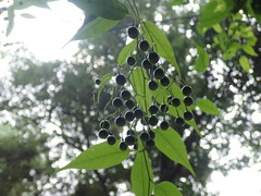 Solanum pittosporifolium