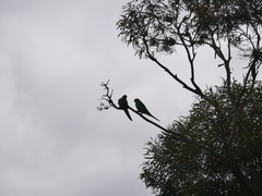 Barnardius zonarius barnardi