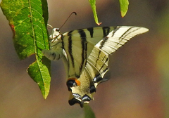 Iphiclides podalirius