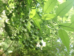 Solanum pittosporifolium