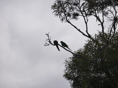 Barnardius zonarius barnardi