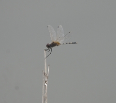 Trithemis pallidinervis