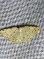 Stegania trimaculata