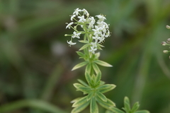 Galium album