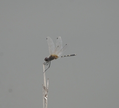 Trithemis pallidinervis