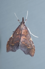 Deana hybreasalis