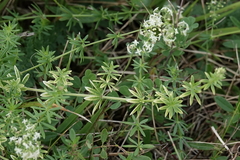 Galium album