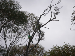 Barnardius zonarius barnardi