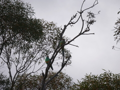 Barnardius zonarius barnardi