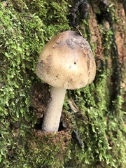 Amanita