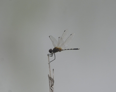 Trithemis pallidinervis