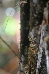 Alsophila leichhardtiana