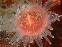 Corynactis californica