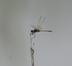 Trithemis pallidinervis