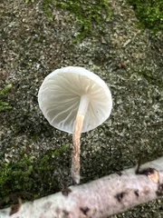 Tetrapyrgos nigripes