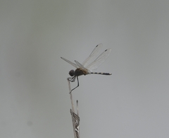 Trithemis pallidinervis