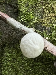 Tetrapyrgos nigripes