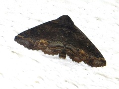 Pericyma cruegeri