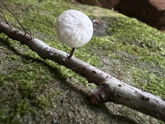 Tetrapyrgos nigripes