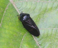 Cosmoscarta egens