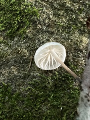 Tetrapyrgos nigripes