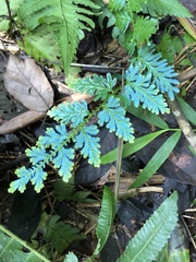 Selaginella willdenowii