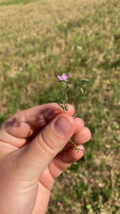 Spergularia rubra