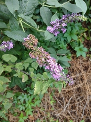 Buddleja davidii
