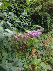 Buddleja davidii
