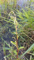 Persicaria hydropiper